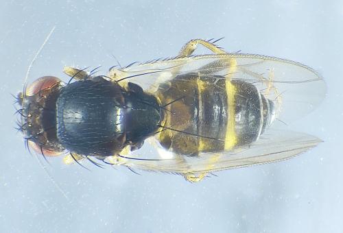 Leptocera nigra